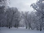 romantischer Winterwald